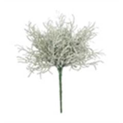 Santolina plant 25cm grijs á 24 stuks