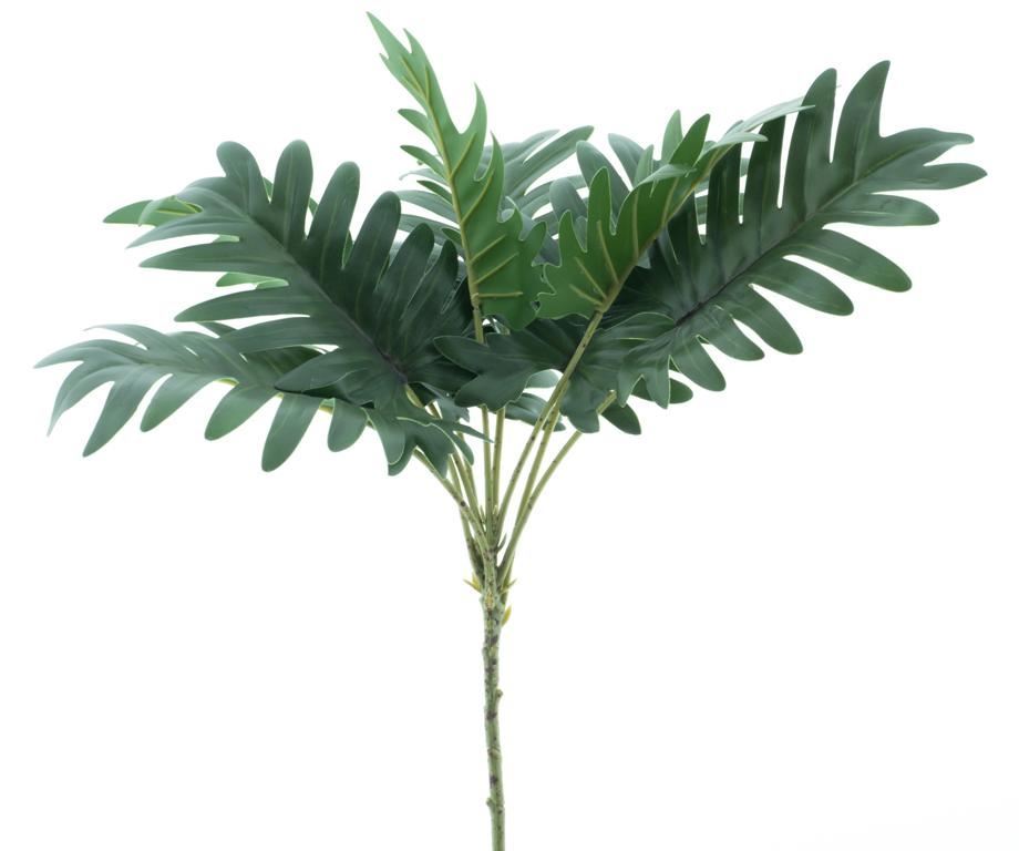 Philodendron selloum spray gr 41cm