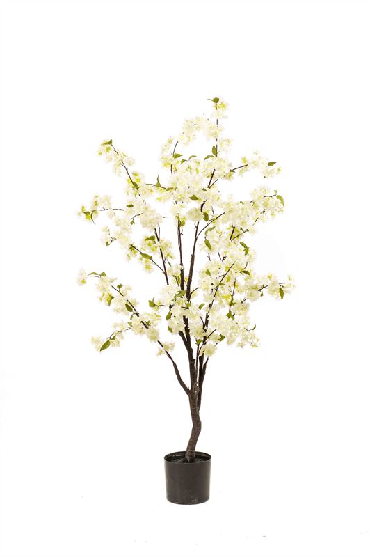 Blossom cherry tree white 135cm