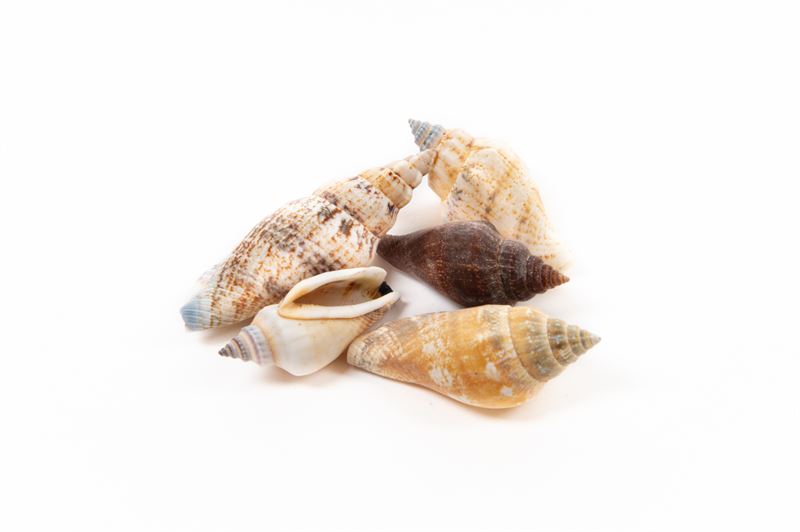 Schelpen strombus brown urceus nat.