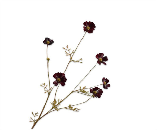 cosmos tak bordeaux rt 77cm