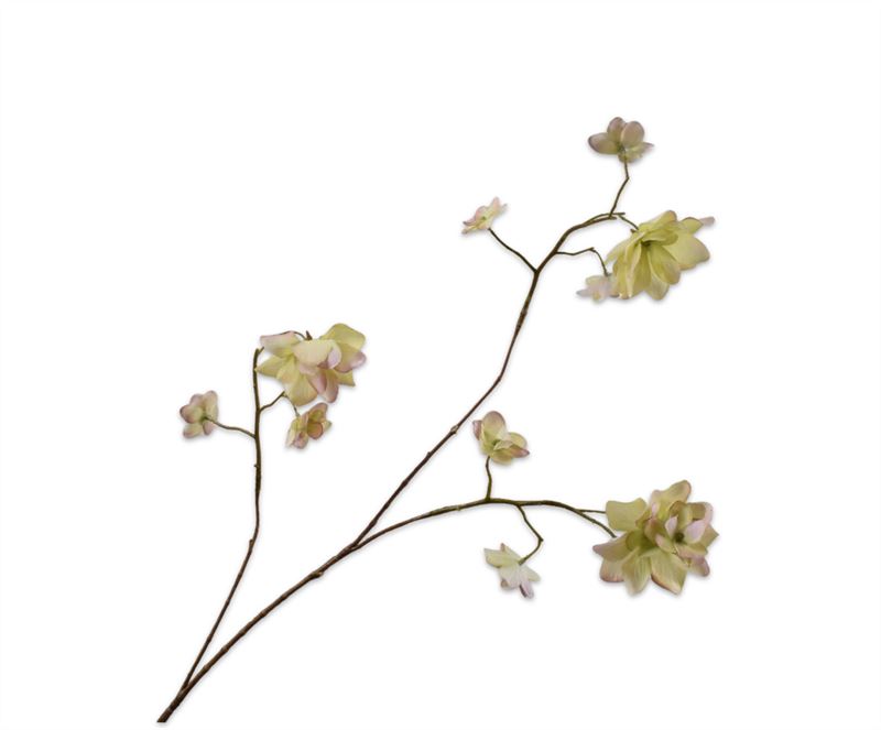 HORTENSIA TAK GRN/ROZ RT