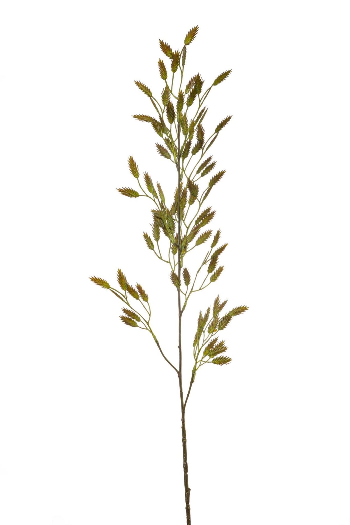 Briza spray green 100cm