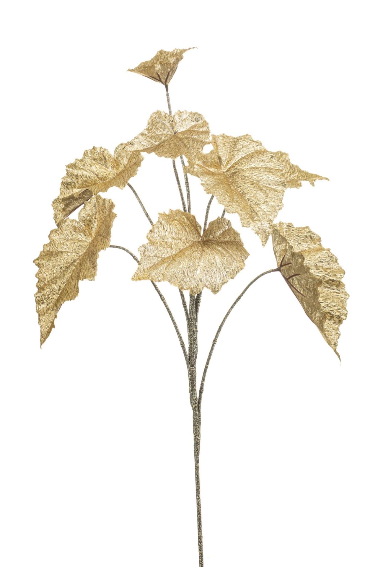 Begonia rex lvs spray gold flamed 8