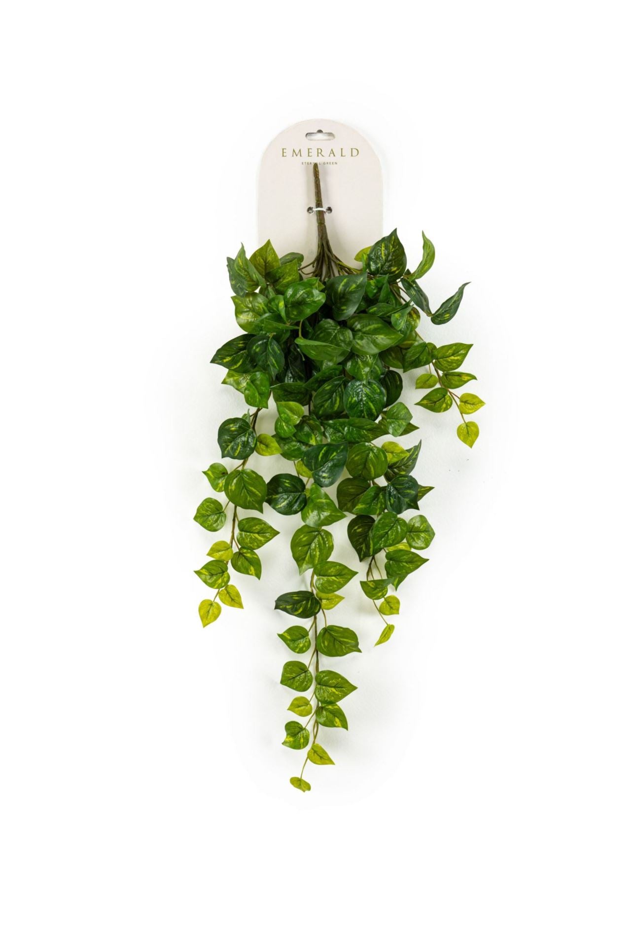 Scindapsus hangende struik grn/yell