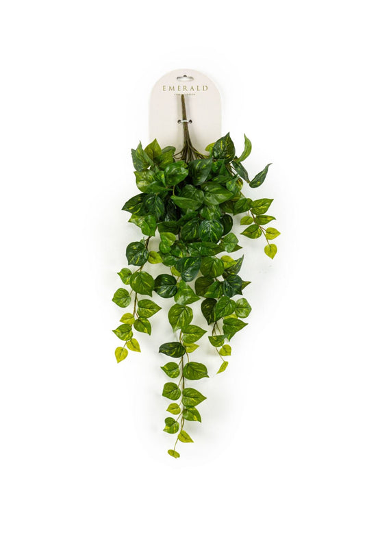 Scindapsus hangende struik grn/yell