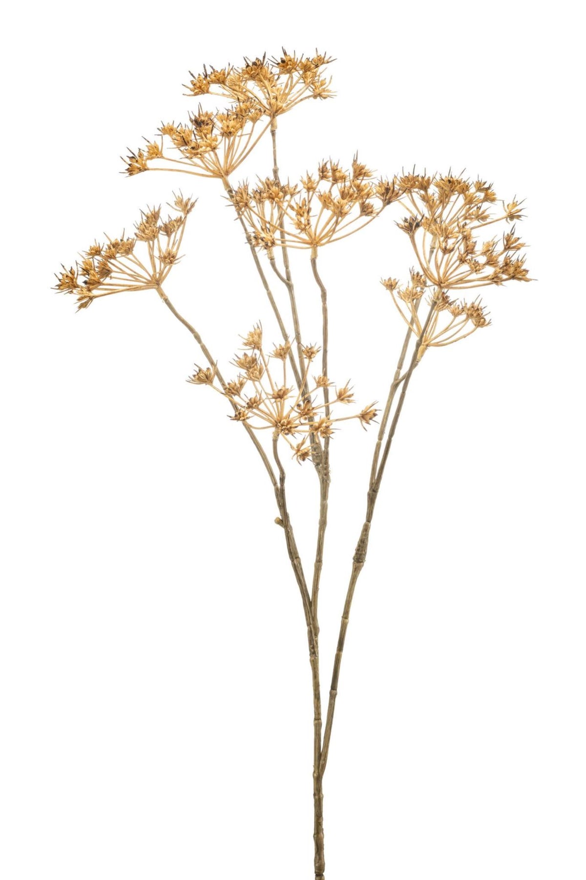 Heracleum mini spray beige 75cm