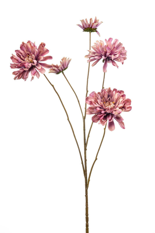 Zinnia spray pink 90cm