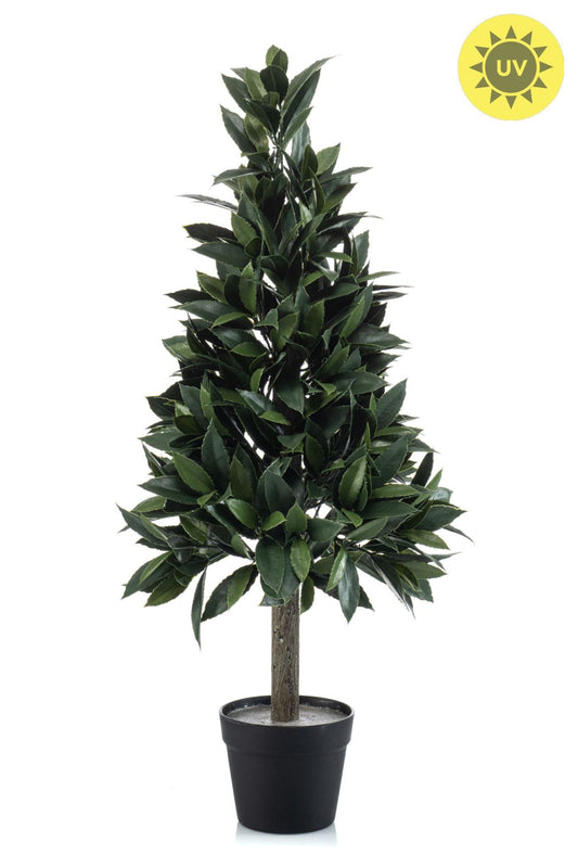 Laurel pyramid UV in pot 90cm