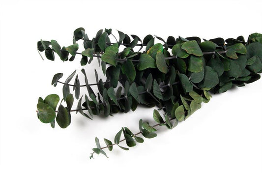 Eucalyptus silverdollar gepr groen