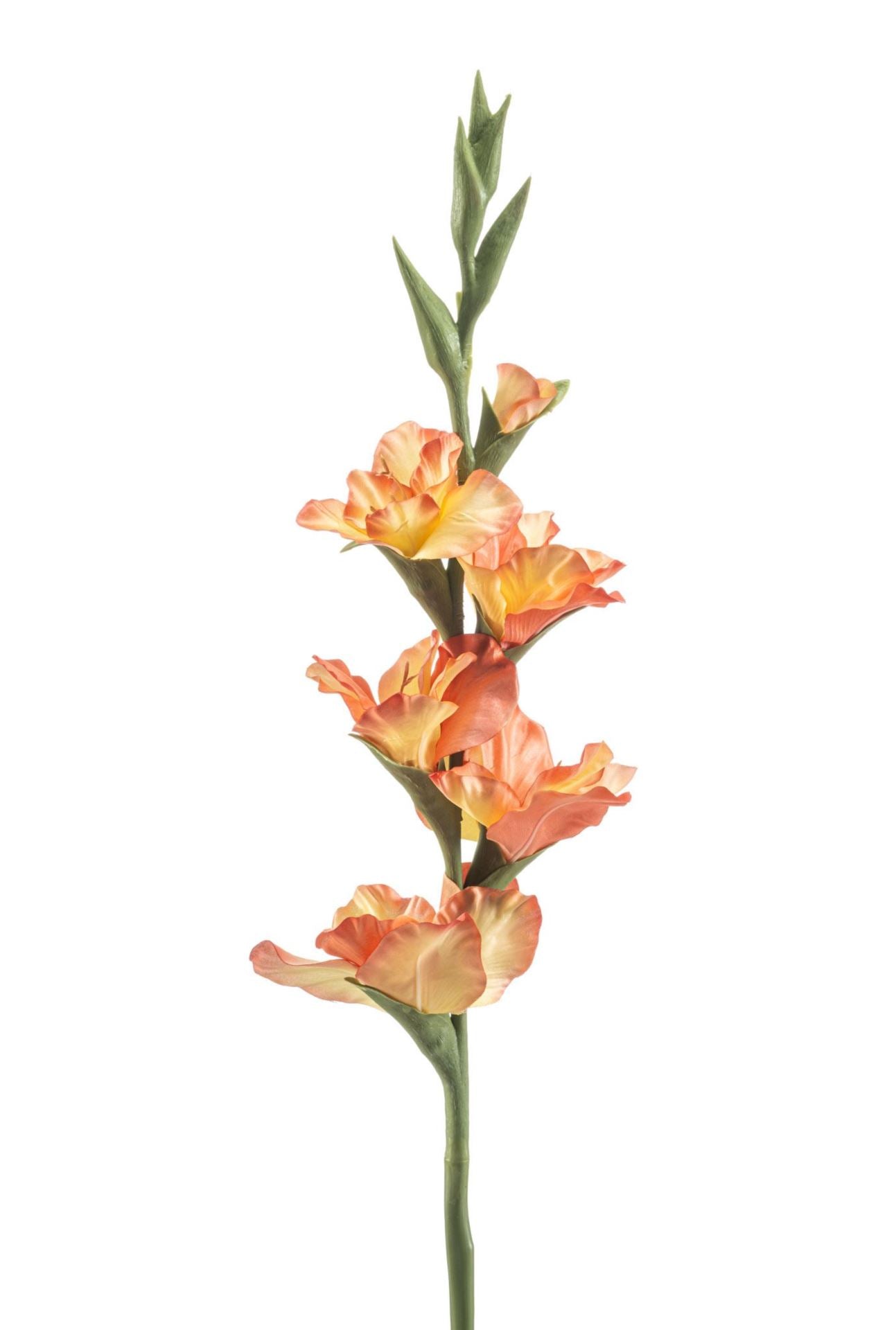 Gladiolus spray peach 88cm