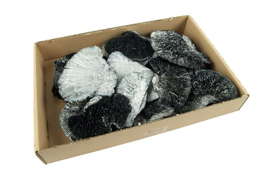 Sponge mushrooms pearl antraciet
