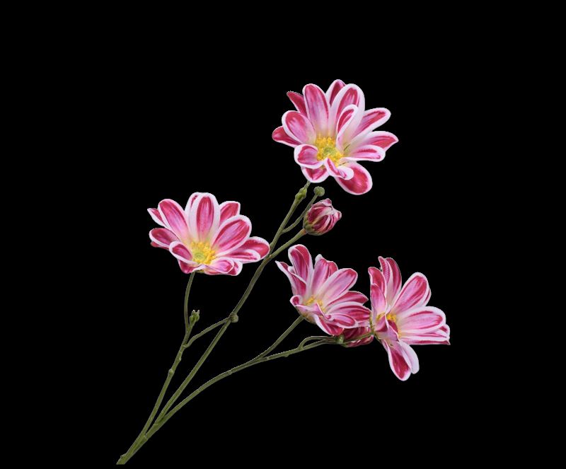 MARGRIET STEEL BEAUTY  65 cm