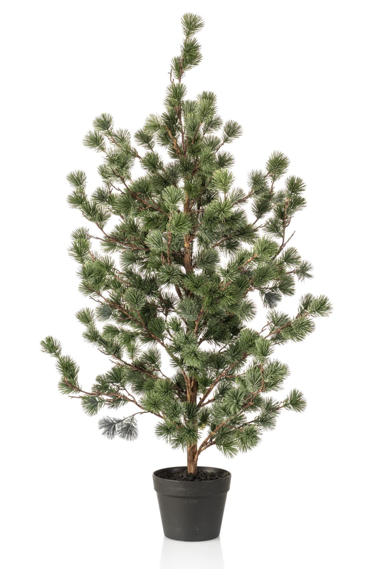 Cedar pine in pot 120cm