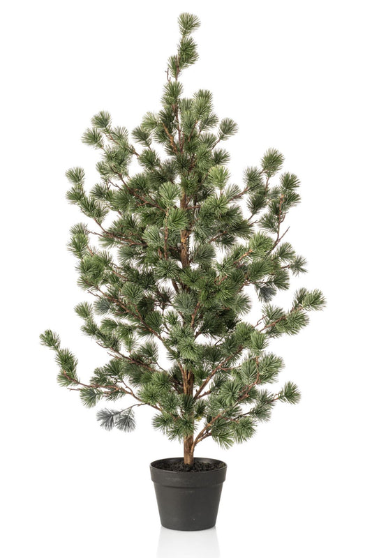 Cedar pine in pot 120cm