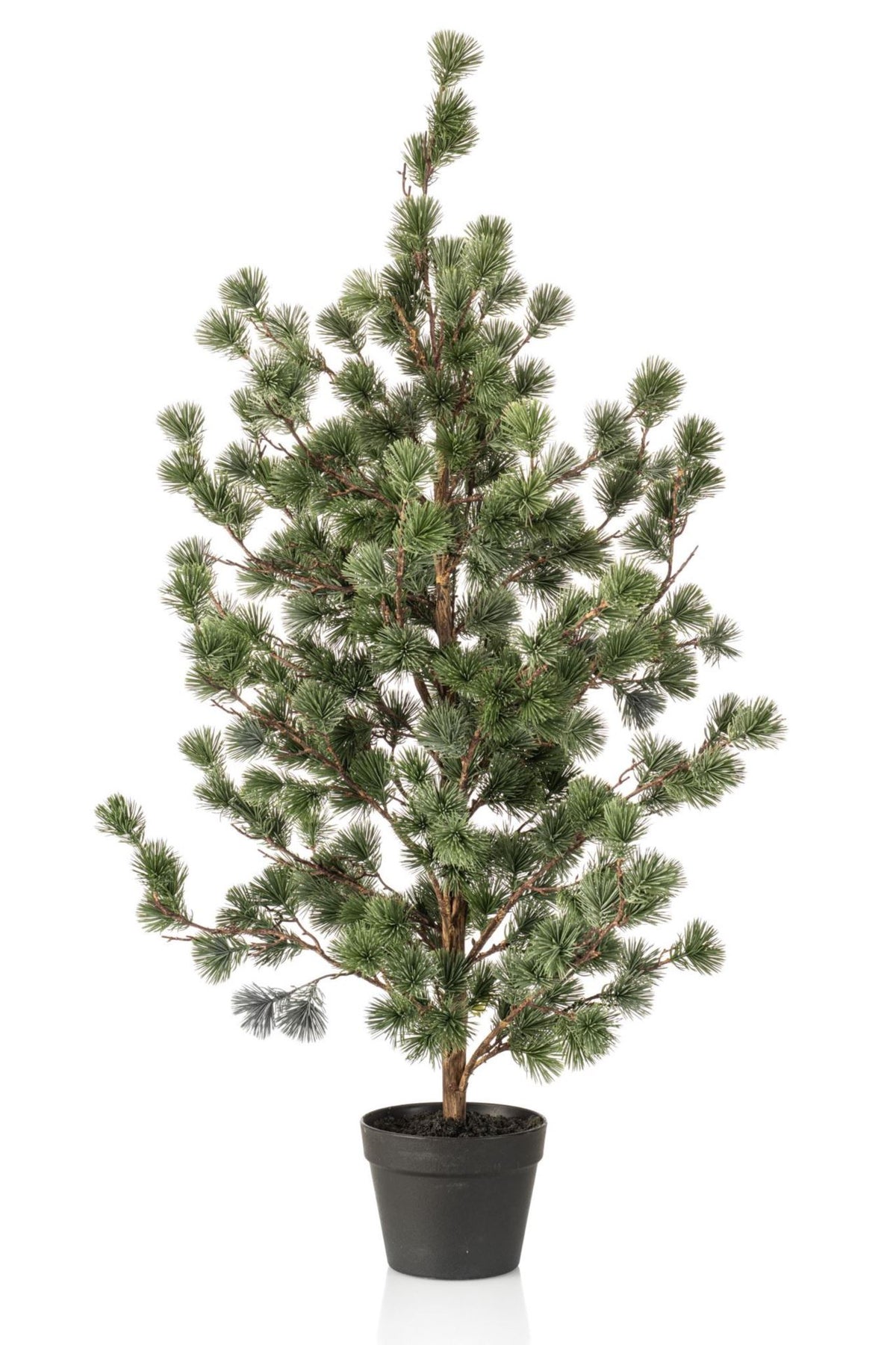 Cedar pine in pot 120cm