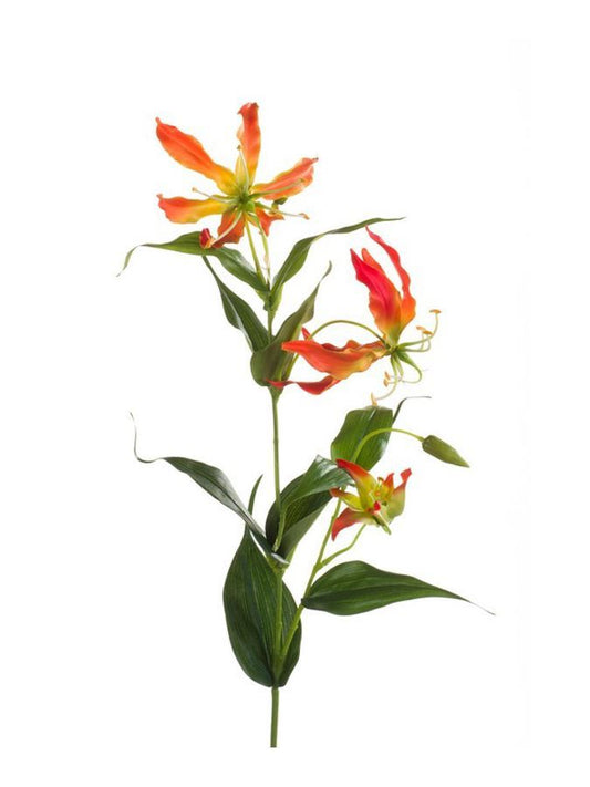 Gloriosa spray orange 75cm