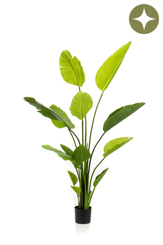Strelitzia nicolai plant 150cm
