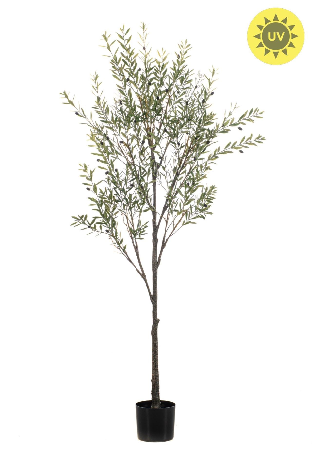 Olive tree UV 175cm ((KD)