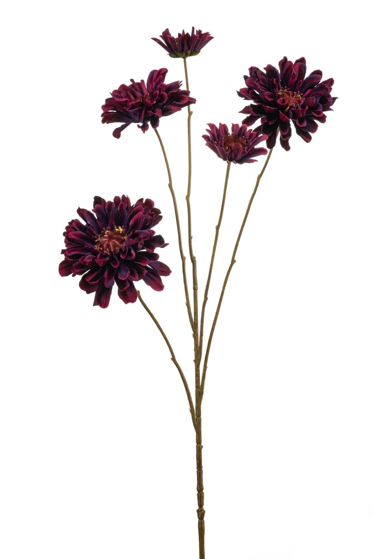 Zinnia spray purple 90cm