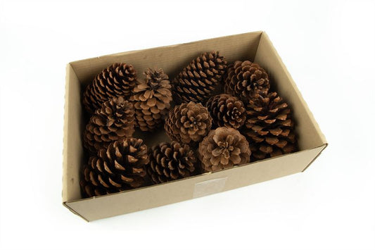 Maritima's middel 10-14 cm naturel