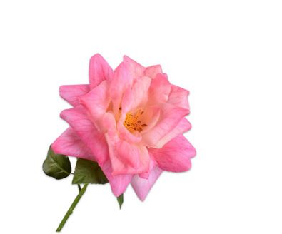 ROOS STEEL ROZE RT
