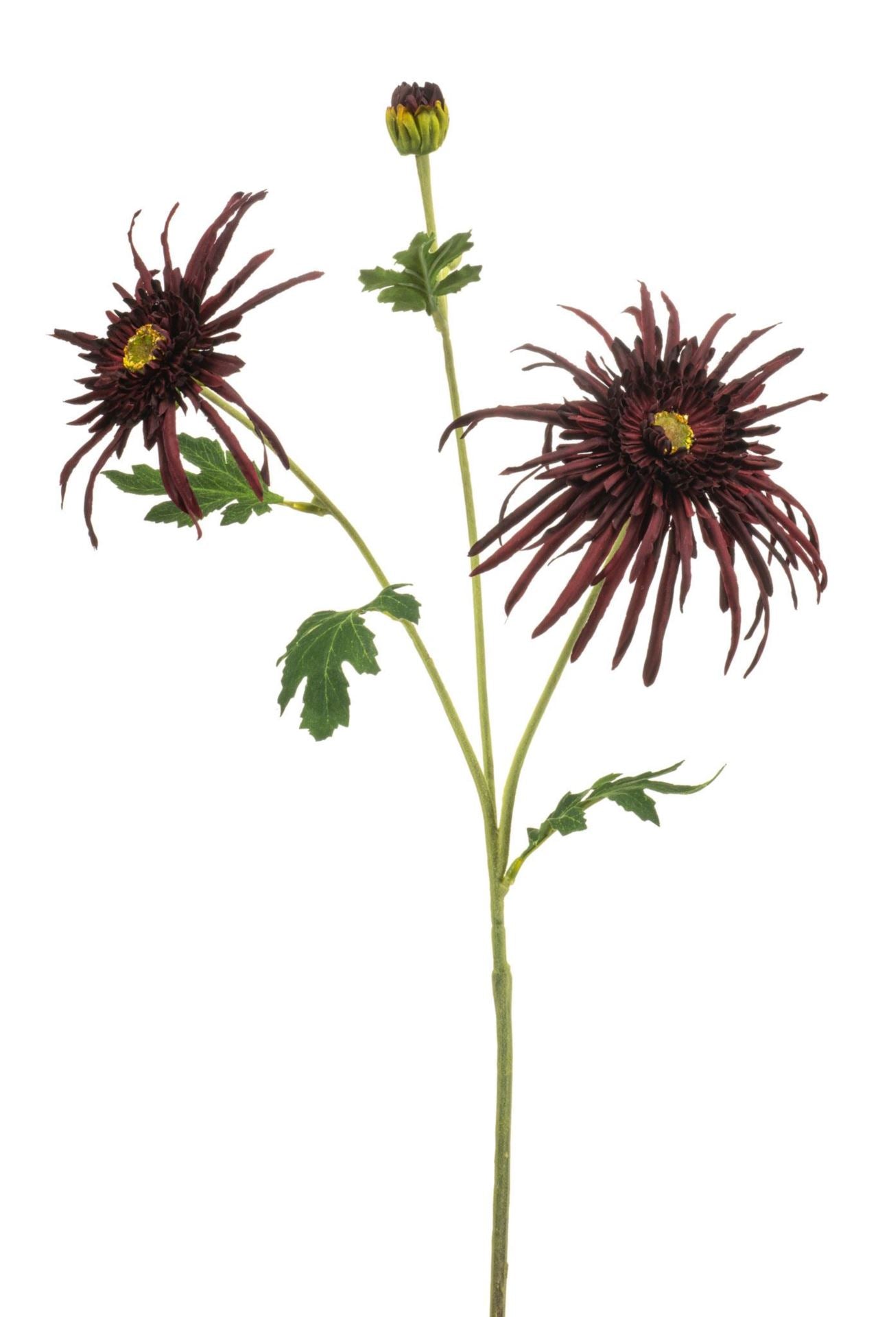 Chrysantum spider spray burgundy 70