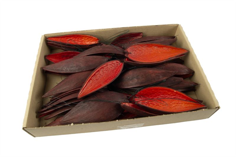 Canoinhas o/dr. rood