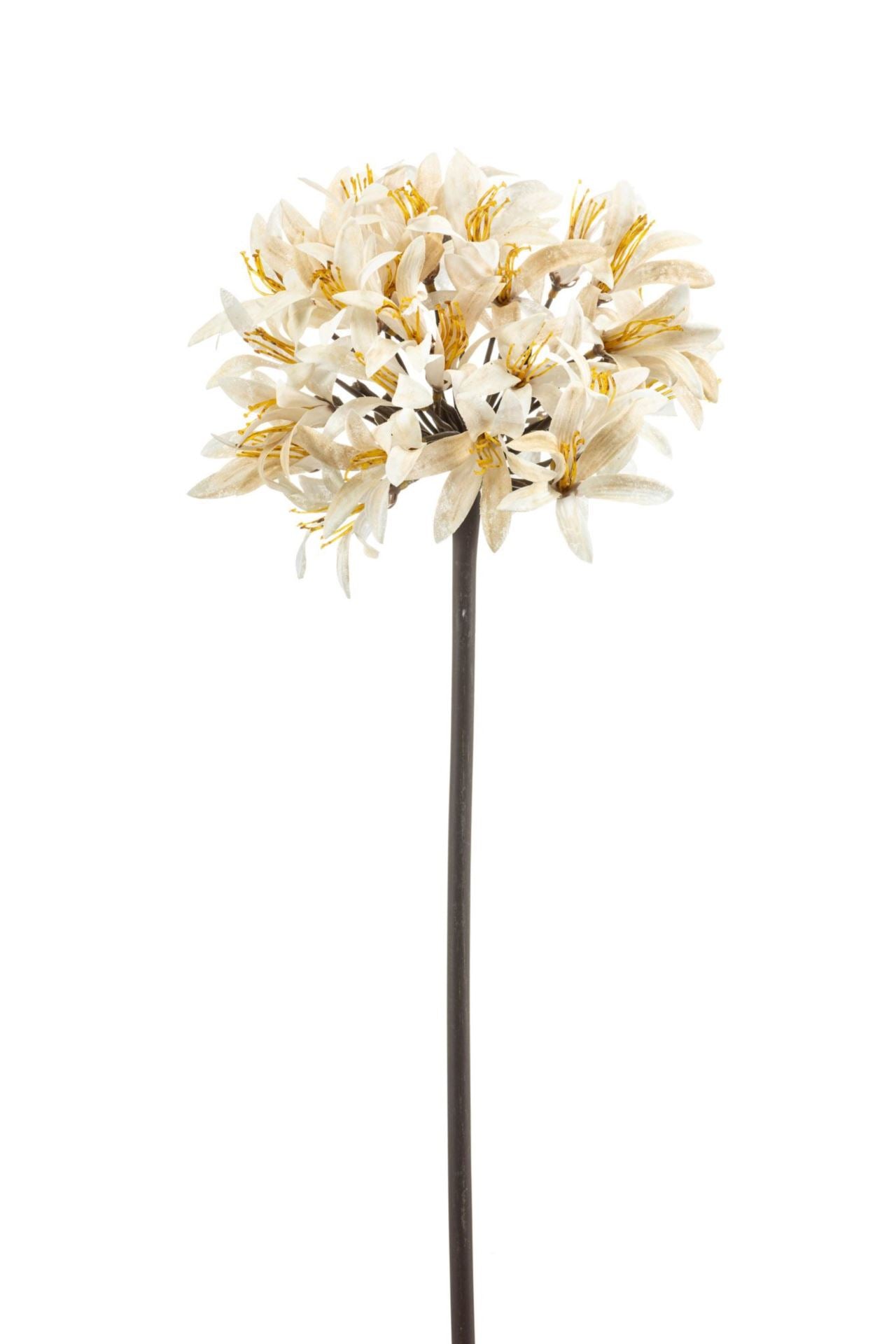 Agapanthus spray cream 70cm