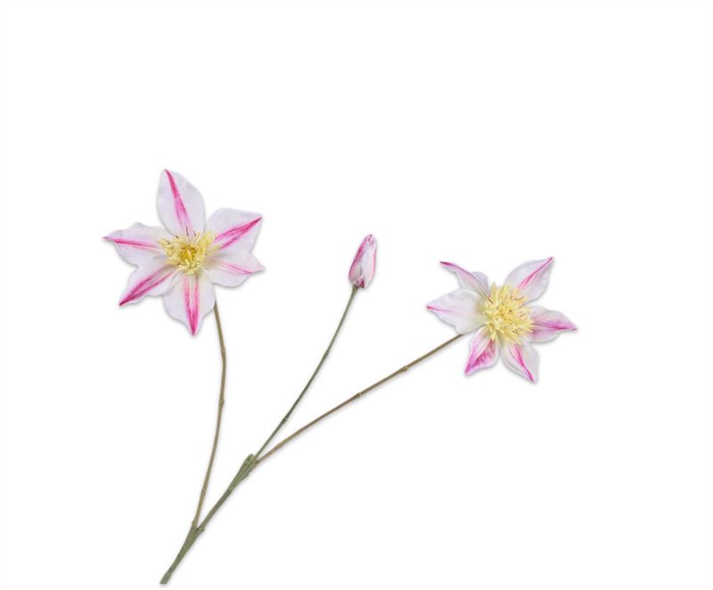 CLEMATIS TAK CR/ROZ