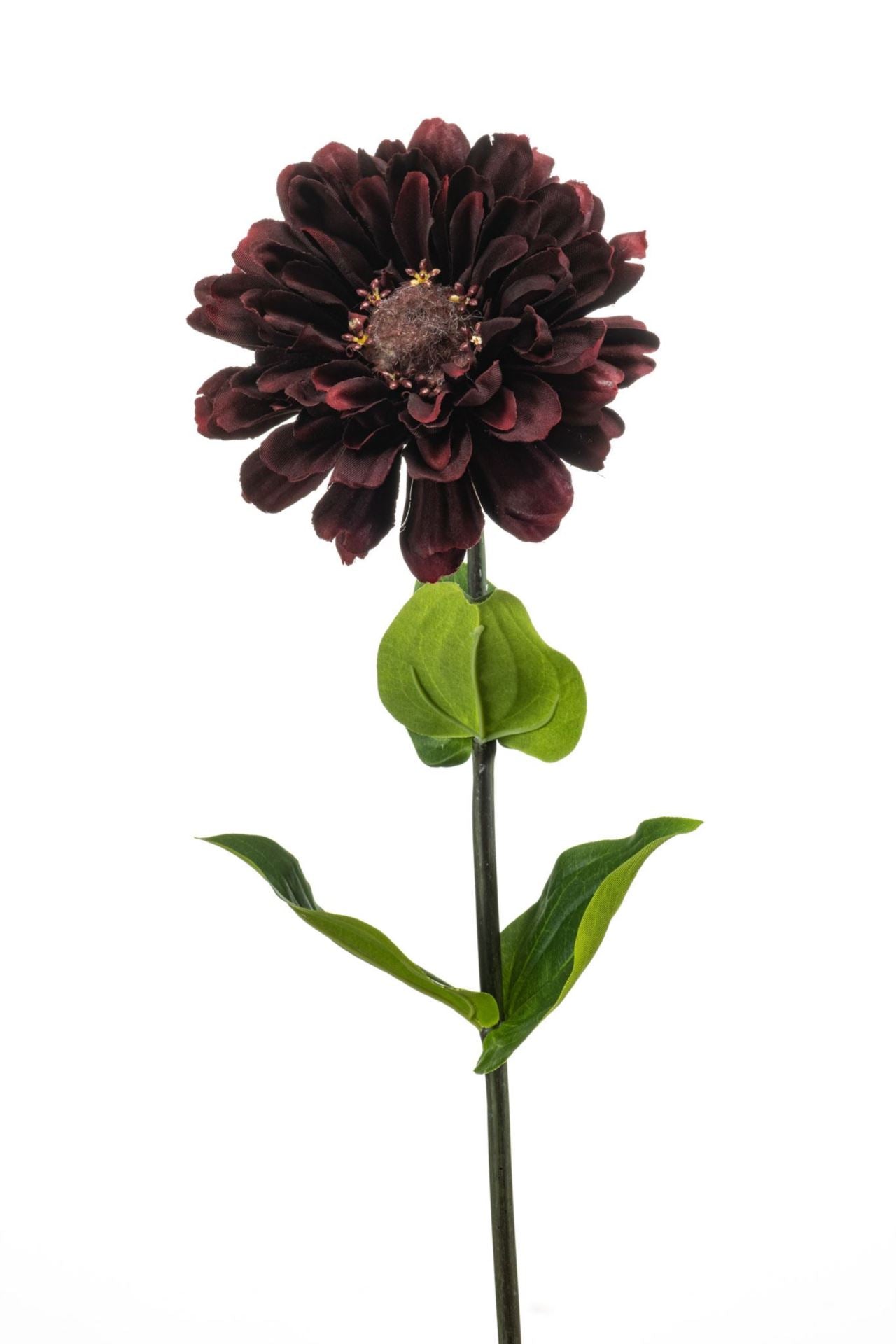 Zinnia spray burgundy 55cm
