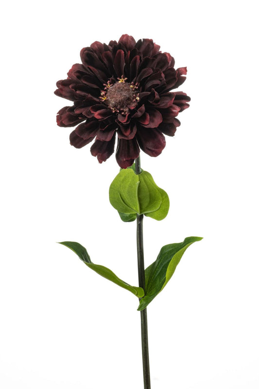 Zinnia spray burgundy 55cm