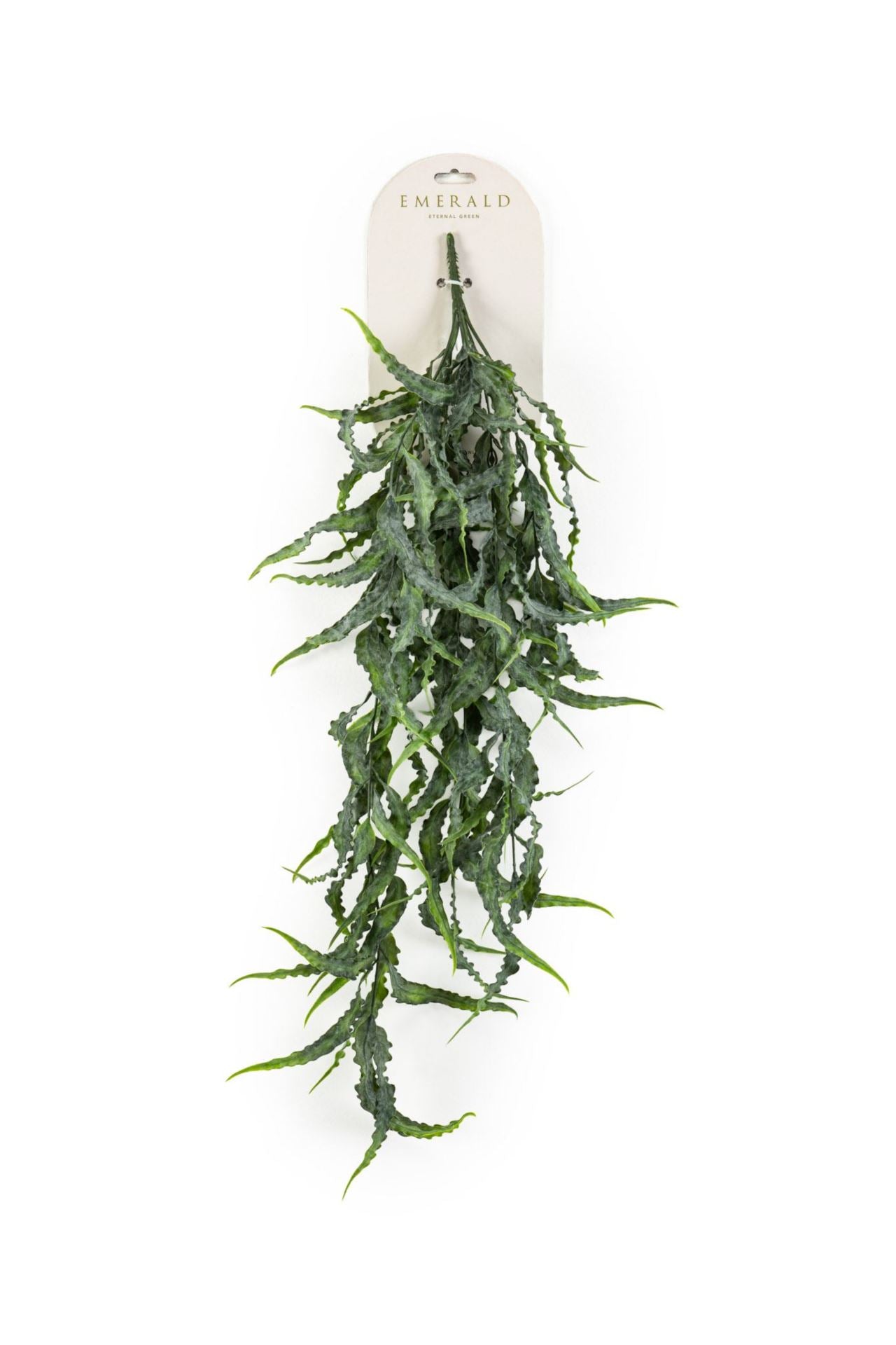 Eucalyptus curly hangende struik gr