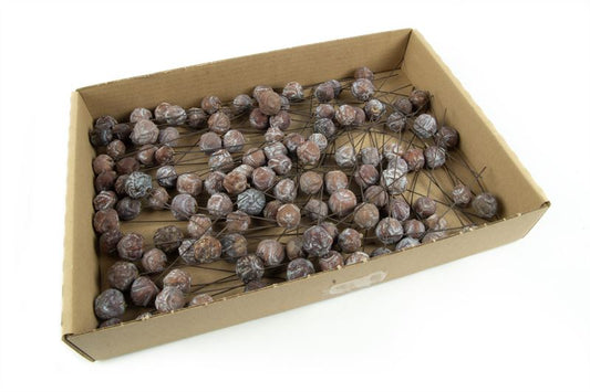 Estrelinia o/dr. naturel125 st