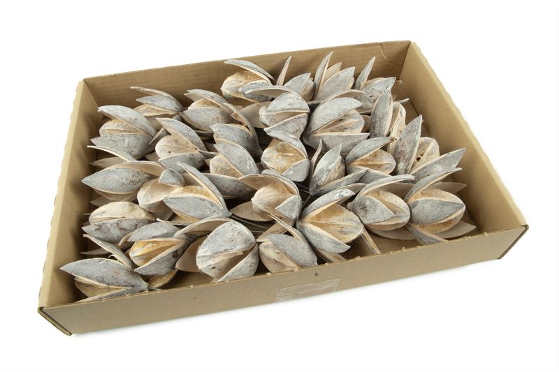 Wilde lelie o/dr. stone washed wit3