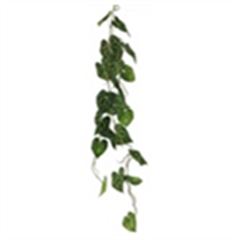 Scindapsus alba guirlande groen 109 á 12 stuks