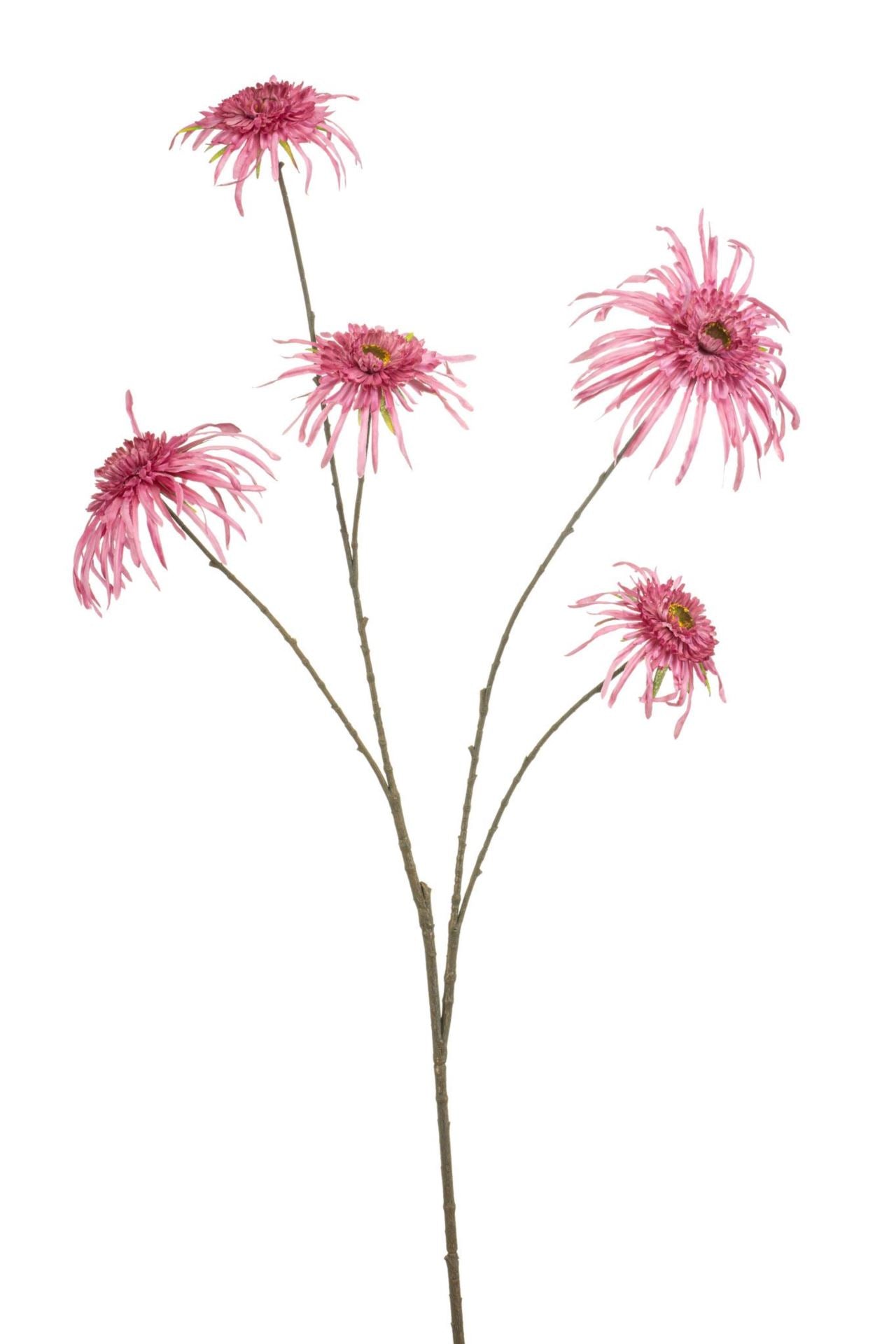 Chrysantum spider spray pink 110cm