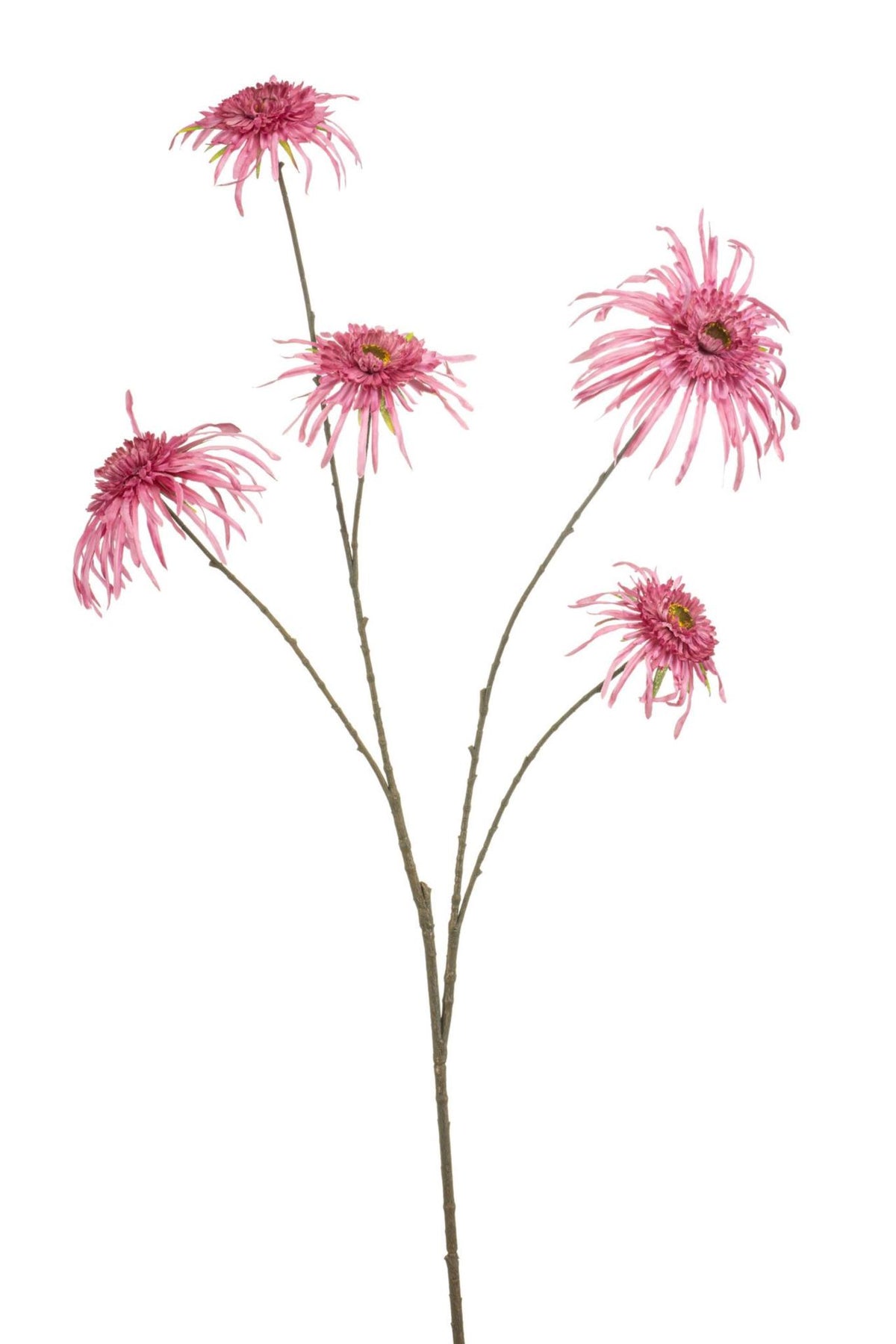 Chrysantum spider spray pink 110cm