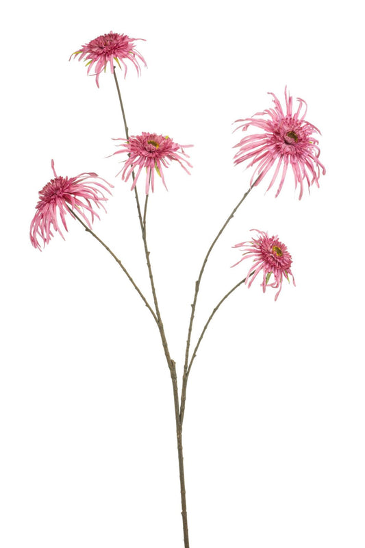 Chrysantum spider spray pink 110cm