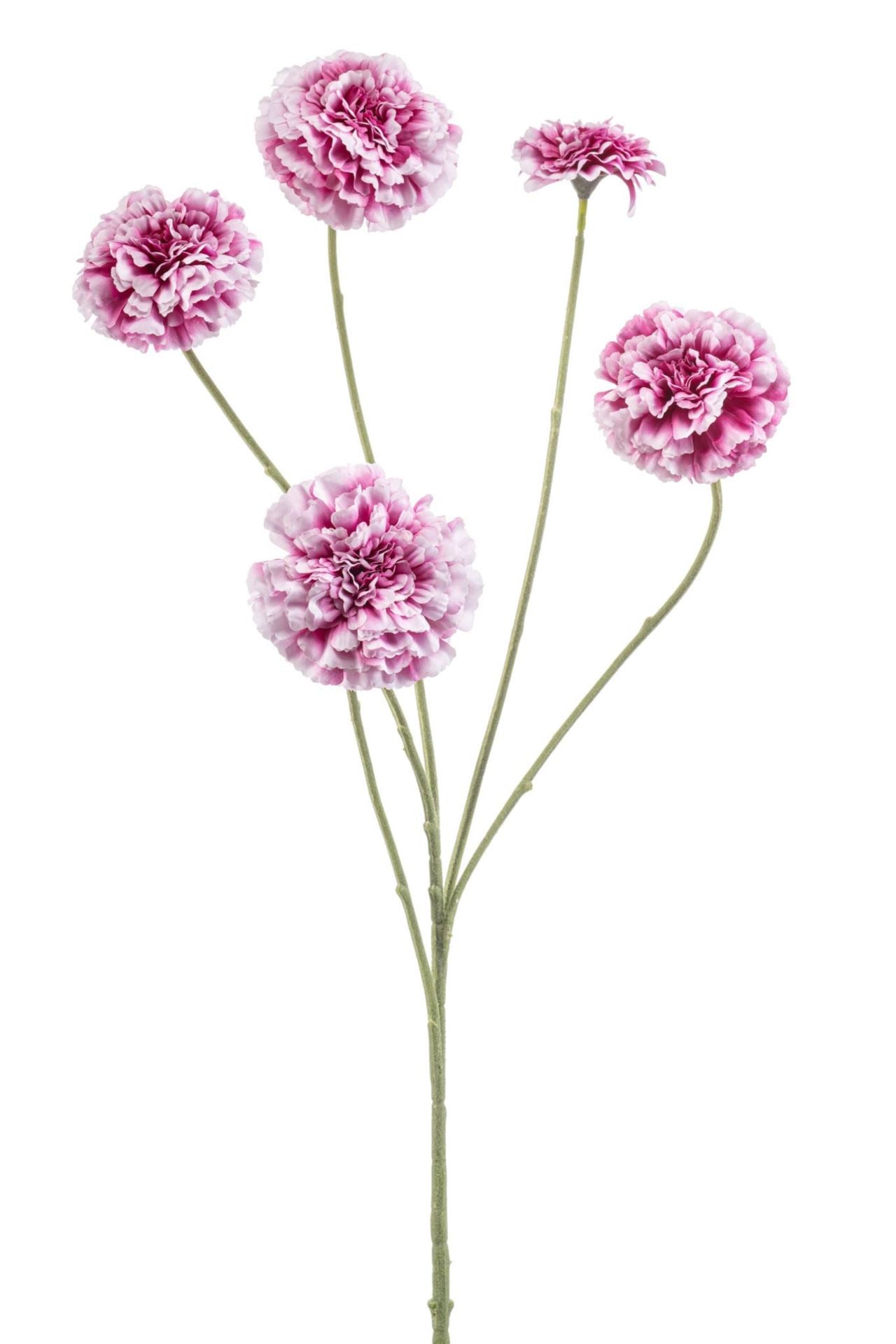 Zinnia spray white/beauty 90cm