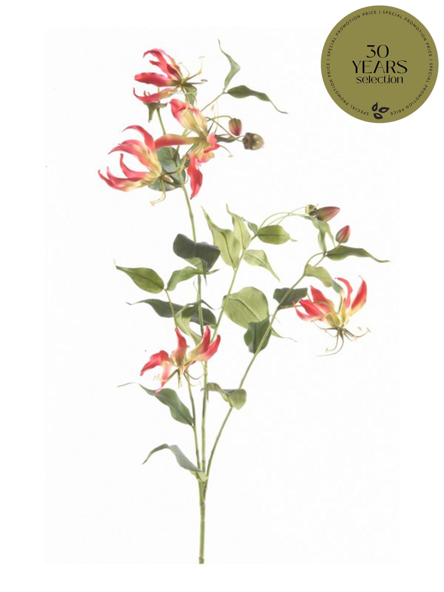 Gloriosa spray fuchsia 120cm