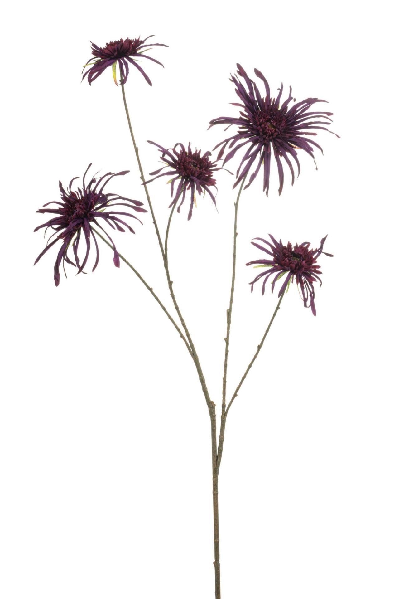 Chrysantum spider spray puple 110cm