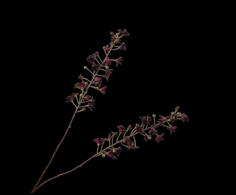 HYACINT TAK BORDEAUX  111 cm