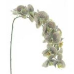 Phalaenopsis Bensa green 111cm