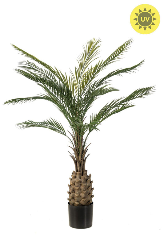 Palm UV 150cm