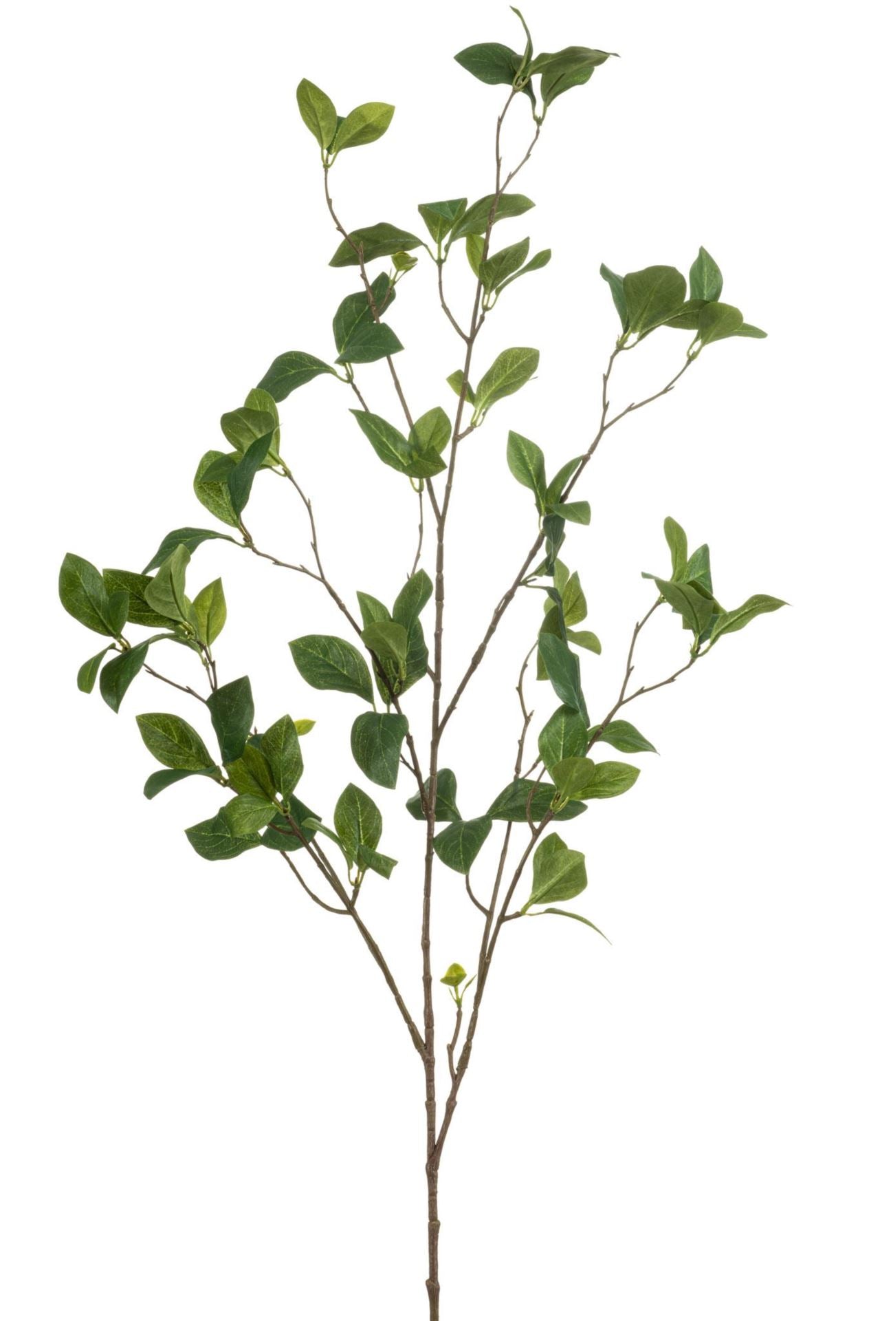 Enkianthus spray green 115cm