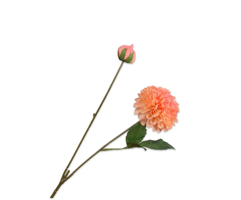 dahlia tak perzik  73cm