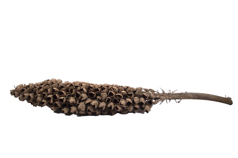 Cacho coco naturel