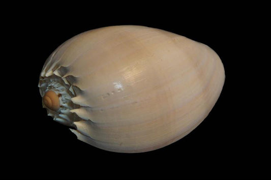 "Schelp melo diadema 6""-7"" nat."