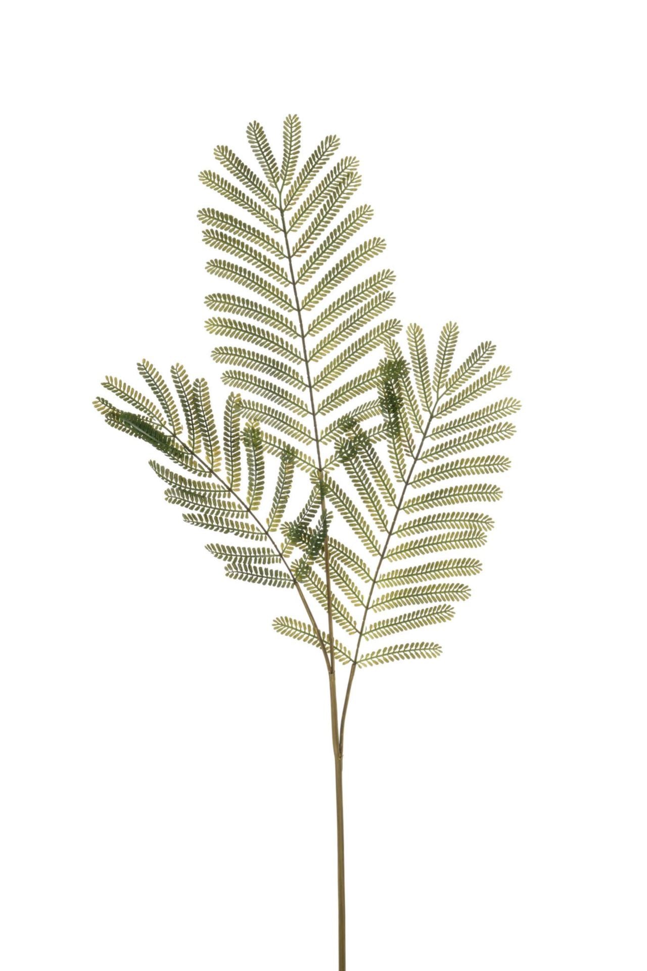 Mimosa lvs spray green 90cm